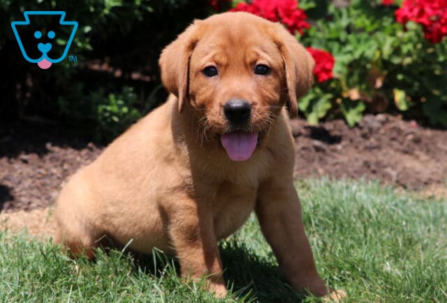 Playful Fox Red Labrador Retriever puppy sitting on the grass with its tongue out, bright red flowers in the background on a sunny day. image