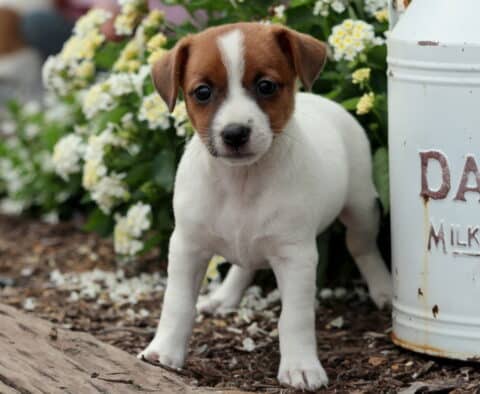 Alert Jack Russell Terrier puppy with a white body and brown face standing confidently on mulch beside a vintage dairy can and blooming white flowers.