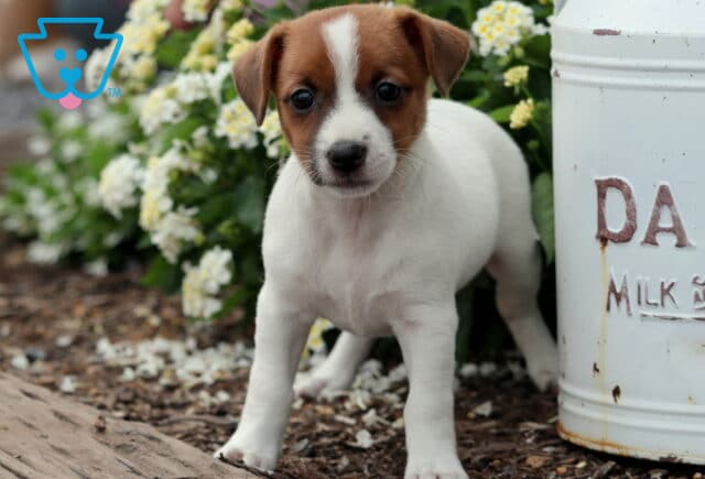 Alert Jack Russell Terrier puppy with a white body and brown face standing confidently on mulch beside a vintage dairy can and blooming white flowers. image