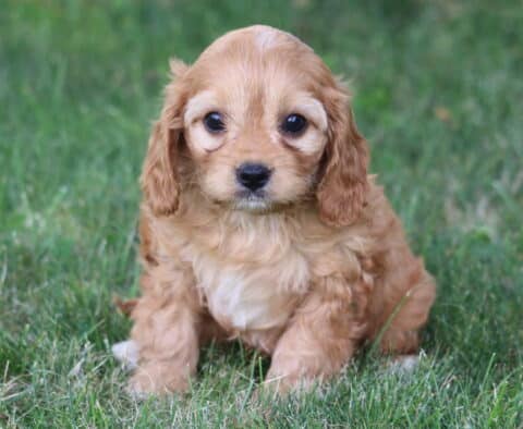 Kelsey Cavapoo