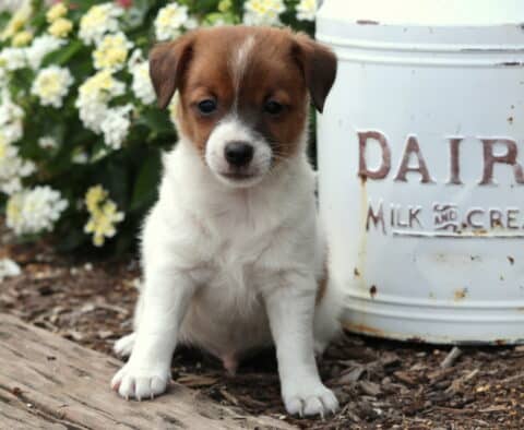 Brown and white Jack Russell Terrier puppy sitting on mulch in front of a vintage dairy milk can, with colorful flowers blooming in the background.
