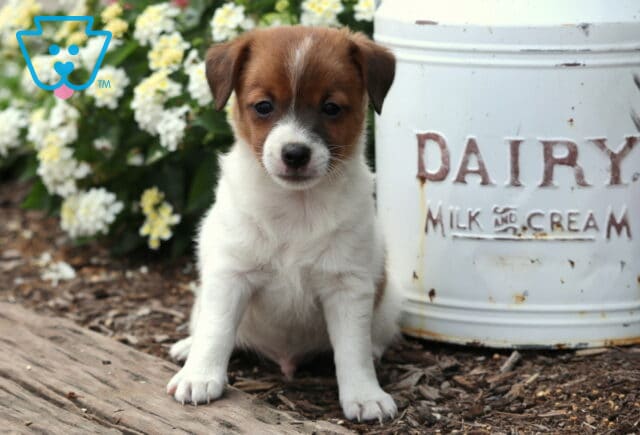 Brown and white Jack Russell Terrier puppy sitting on mulch in front of a vintage dairy milk can, with colorful flowers blooming in the background. image