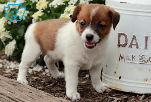Happy Jack Russell Terrier puppy with a brown and white coat standing beside a rustic dairy milk can, with its mouth open as if smiling and white flowers in the background. image