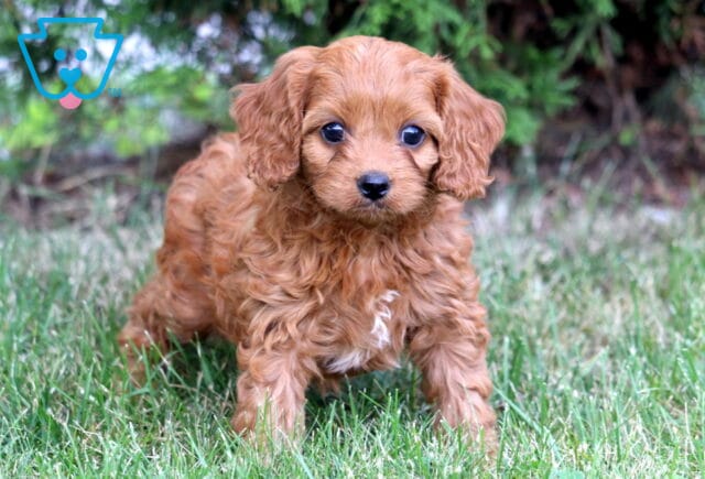 Keyla Cavapoo image