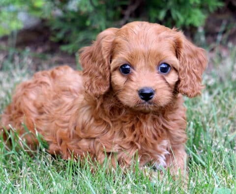 Keyla Cavapoo2