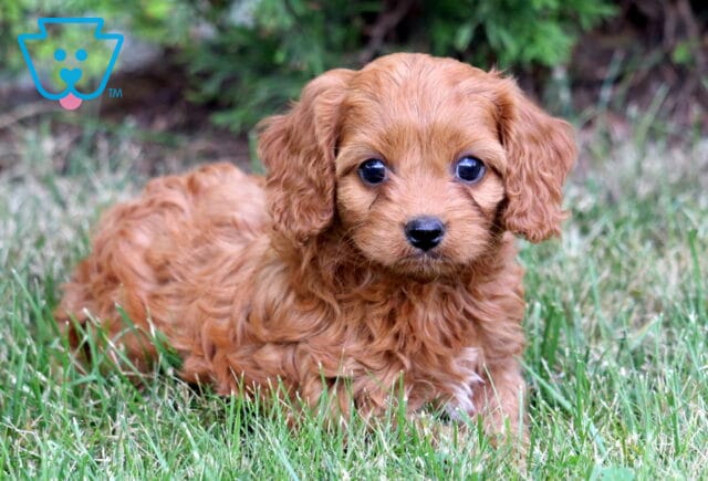 Keyla Cavapoo2 image