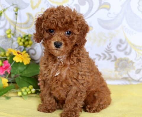 Sweet red mini poodle puppy with a small white patch on its chest sitting on a yellow blanket beside colorful flowers.