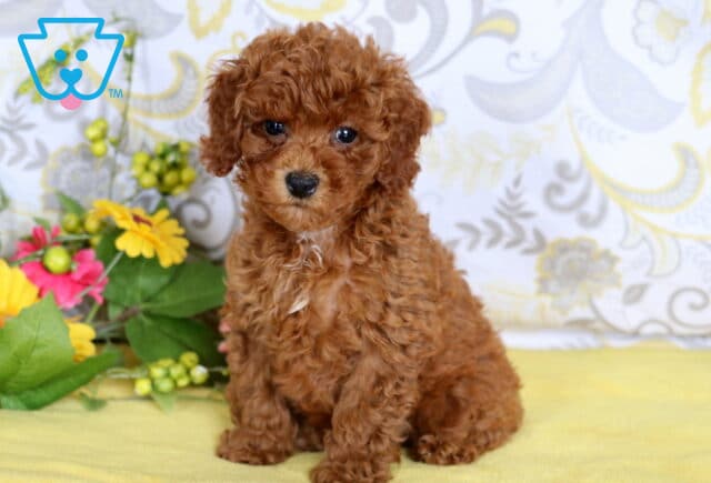 Sweet red mini poodle puppy with a small white patch on its chest sitting on a yellow blanket beside colorful flowers. image