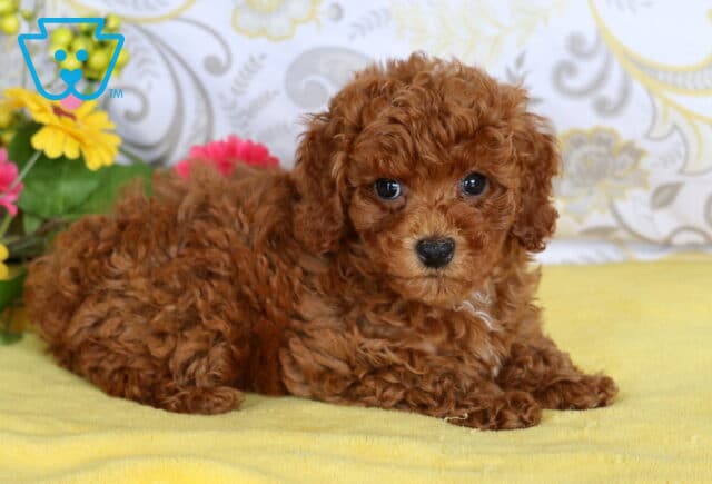 Fluffy red mini poodle puppy with a tiny white patch on its chest lying on a yellow blanket next to colorful flowers. image