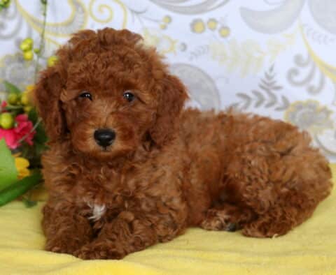 Adorable red mini poodle puppy with a curly coat and small white chest patch lying on a yellow blanket near colorful flowers.