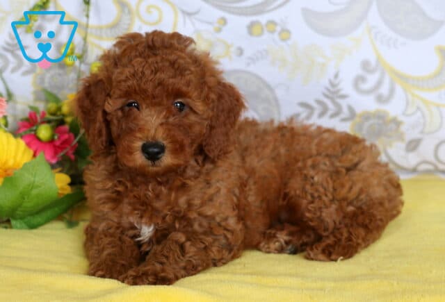 Adorable red mini poodle puppy with a curly coat and small white chest patch lying on a yellow blanket near colorful flowers. image