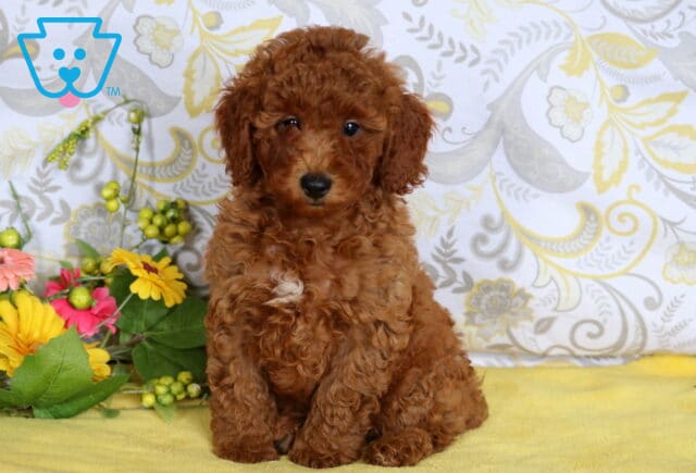 Red mini poodle puppy with curly fur and a small white chest patch sitting on a yellow blanket beside colorful flowers. image
