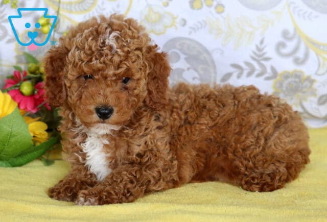 Adorable red mini poodle puppy with white chest and forehead markings lying on a yellow blanket beside colorful flowers. image