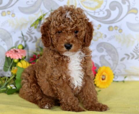 Red mini poodle puppy with curly fur, a white chest, and a small white forehead spot sitting on a yellow blanket near colorful flowers.