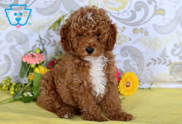 Red mini poodle puppy with curly fur, a white chest, and a small white forehead spot sitting on a yellow blanket near colorful flowers. image