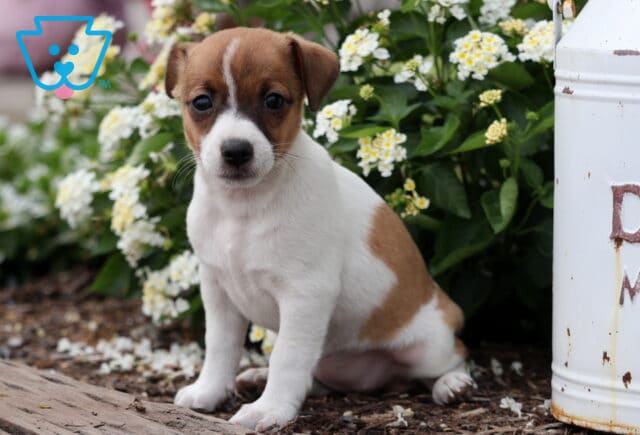 Brown and white Jack Russell Terrier puppy sitting on mulch beside a white metal milk can and blooming white flowers in a garden setting. image