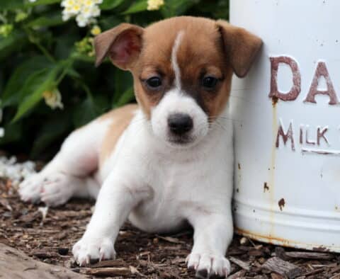 Brown and white Jack Russell Terrier puppy lying beside a rustic white milk can with the word “DAIRY” on it, surrounded by mulch and blooming flowers.