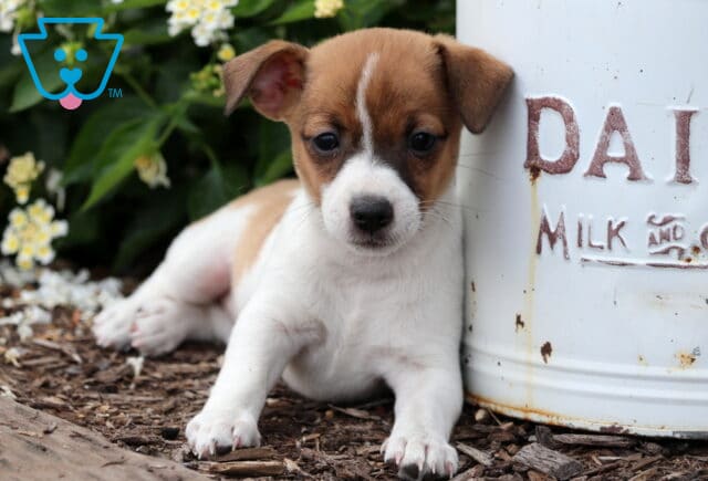 Brown and white Jack Russell Terrier puppy lying beside a rustic white milk can with the word “DAIRY” on it, surrounded by mulch and blooming flowers. image