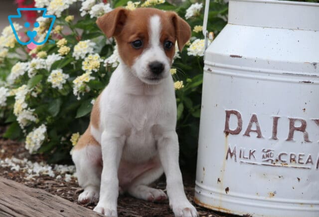 Sweet-faced Jack Russell Terrier puppy with brown and white fur sitting beside a vintage white dairy milk can, with blooming white and yellow flowers in the background. image