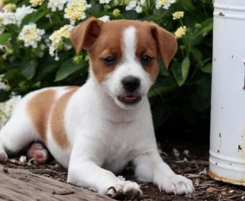 Energetic brown and white Jack Russell Terrier puppy lying on mulch with its mouth slightly open, next to a white vintage dairy can and blooming white flowers.