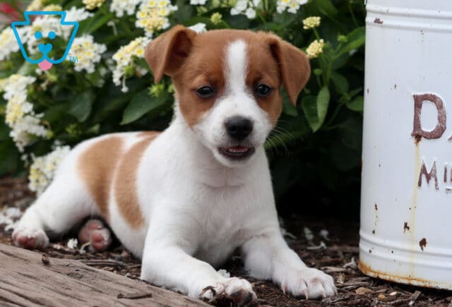 Energetic brown and white Jack Russell Terrier puppy lying on mulch with its mouth slightly open, next to a white vintage dairy can and blooming white flowers. image