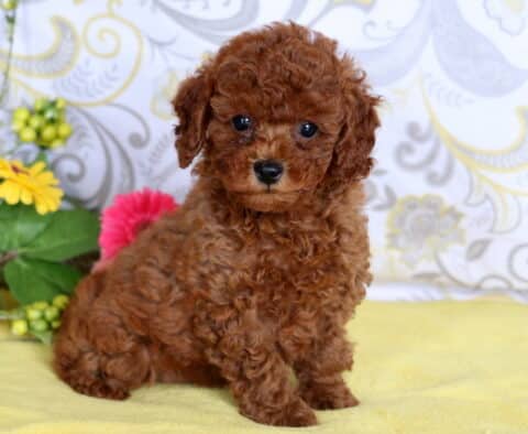Adorable red mini poodle puppy with curly fur sitting on a yellow blanket beside bright pink and yellow flowers.