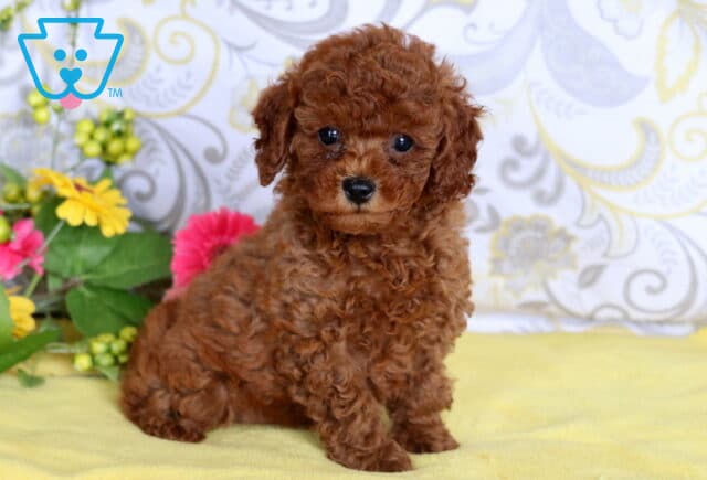 Adorable red mini poodle puppy with curly fur sitting on a yellow blanket beside bright pink and yellow flowers. image