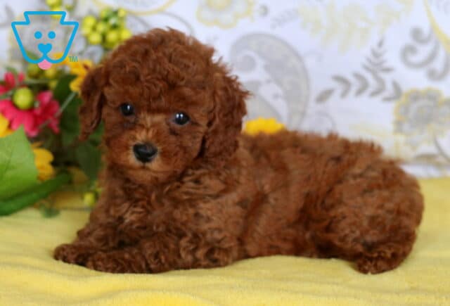 Cute red mini poodle puppy lying on a yellow blanket with bright pink and yellow flowers in the background. image
