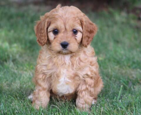 Kolby Cavapoo