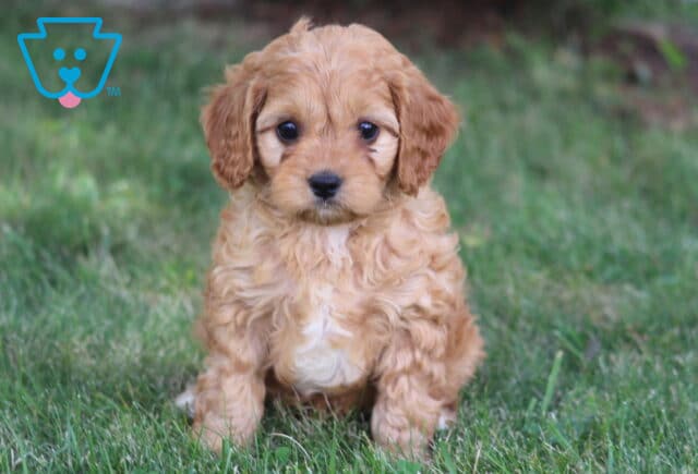 Kolby Cavapoo image