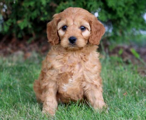 Kyle Cavapoo