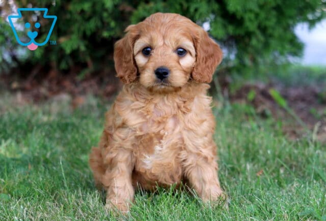 Kyle Cavapoo image