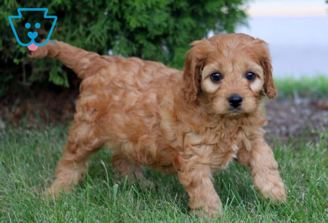 Kyle Cavapoo2 image