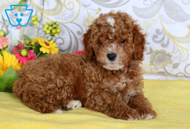 Curly red and white mini poodle puppy lying on a yellow blanket with colorful flowers in the background. image