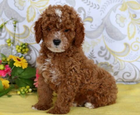 Fluffy red and white mini poodle puppy sitting on a yellow blanket with bright flowers in the background.
