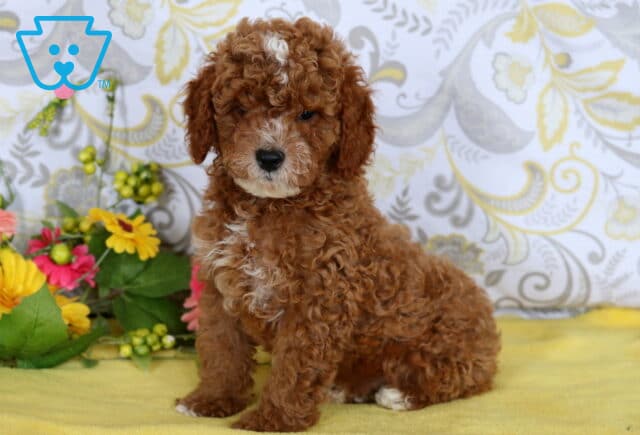 Fluffy red and white mini poodle puppy sitting on a yellow blanket with bright flowers in the background. image