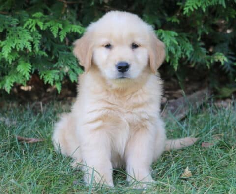 LJ Golden Retriever