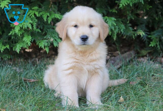 LJ Golden Retriever image