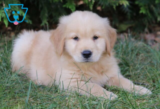 LJ Golden Retriever2 image