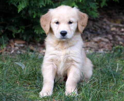 Golden Retriever puppy with light golden fur sitting upright in the grass, gazing sweetly at the camera.