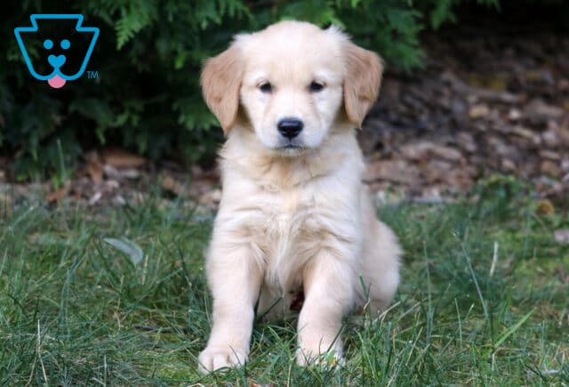 Lacey Golden Retriever image