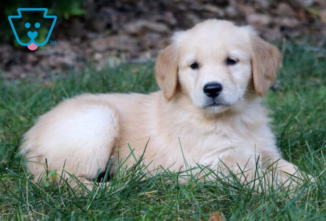Lacey Golden Retriever2 image