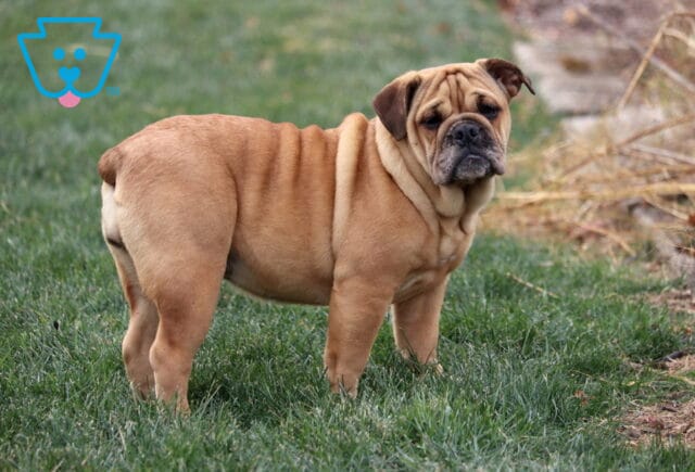 Olde English Bulldogge puppy with a fawn-colored coat and deep wrinkles standing in the grass, looking back toward the camera with a gentle, expressive face. image