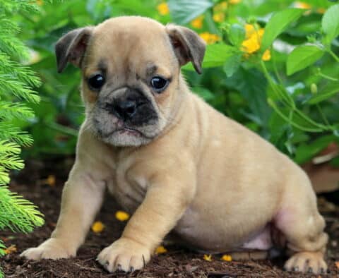 Small Olde English Bulldogge puppy with a tan coat and dark muzzle sitting on mulch, surrounded by greenery and yellow flowers.