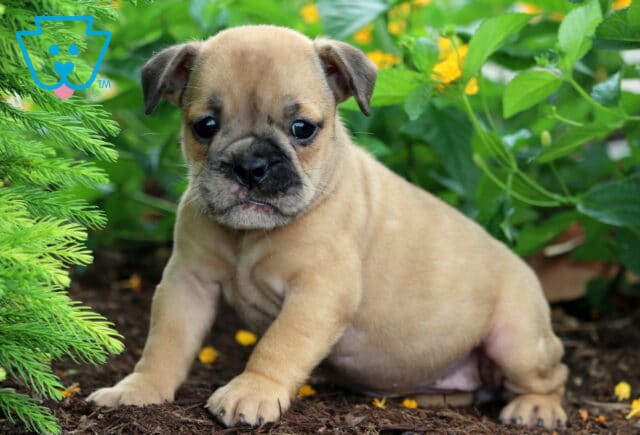 Small Olde English Bulldogge puppy with a tan coat and dark muzzle sitting on mulch, surrounded by greenery and yellow flowers. image