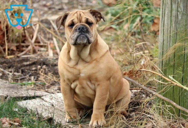 Olde English Bulldogge puppy with a fawn coat and deep facial wrinkles sitting outdoors among dried grass and a wooden post, gazing calmly at the camera. image
