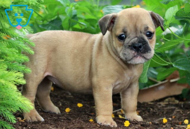 Tan Olde English Bulldogge puppy with a dark muzzle standing on mulch in a garden, framed by bright green leaves and yellow flowers. image