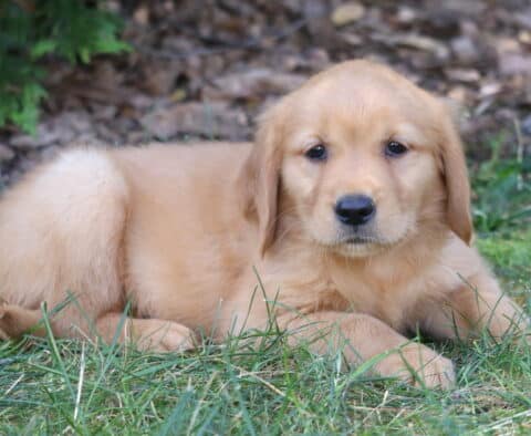Lady Golden Retriever