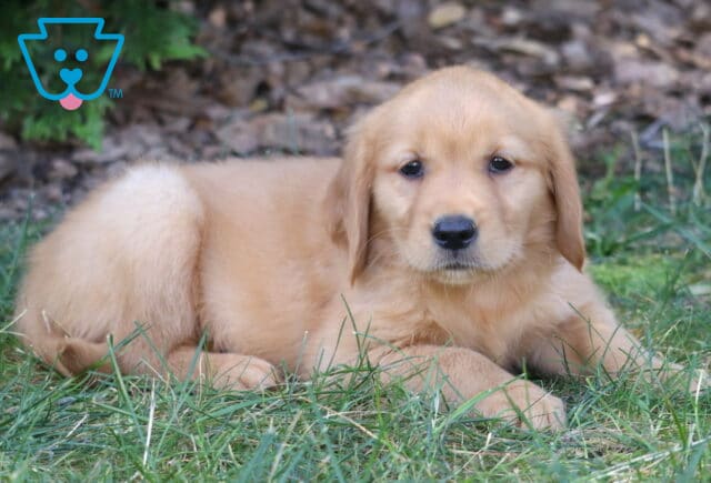 Lady Golden Retriever image