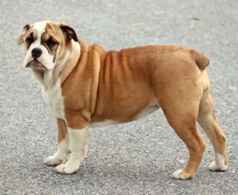 Landon Bulldog